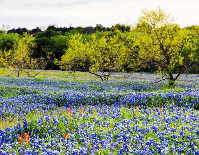Bluebonnet field in the Texas Hill Country
