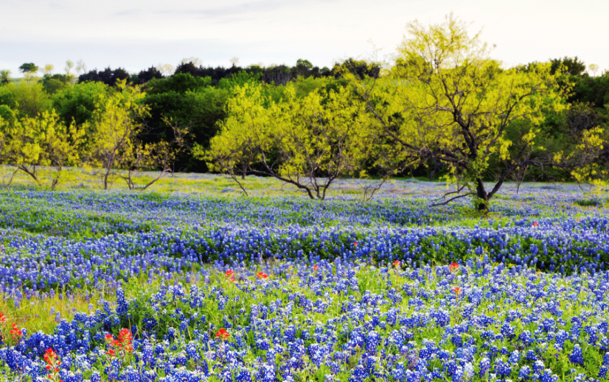 Bluebonnet field in the Texas Hill Country