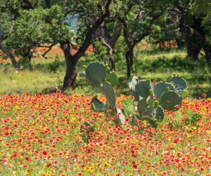 Cactus 